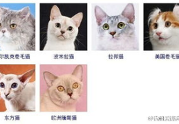 猫品种,探寻世界各地的猫咪品种特色