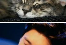 娱乐吃瓜猫嘎嘎,从吃瓜猫到教父的逆袭之路